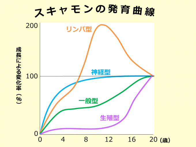 SGS総合栄養学院の【応用】スキャモンの発育曲線